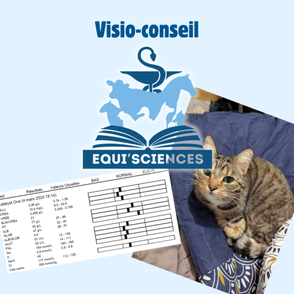 Visio-conseil Question vétérinaire, traitements pour chats, chiens, chevaux en visio