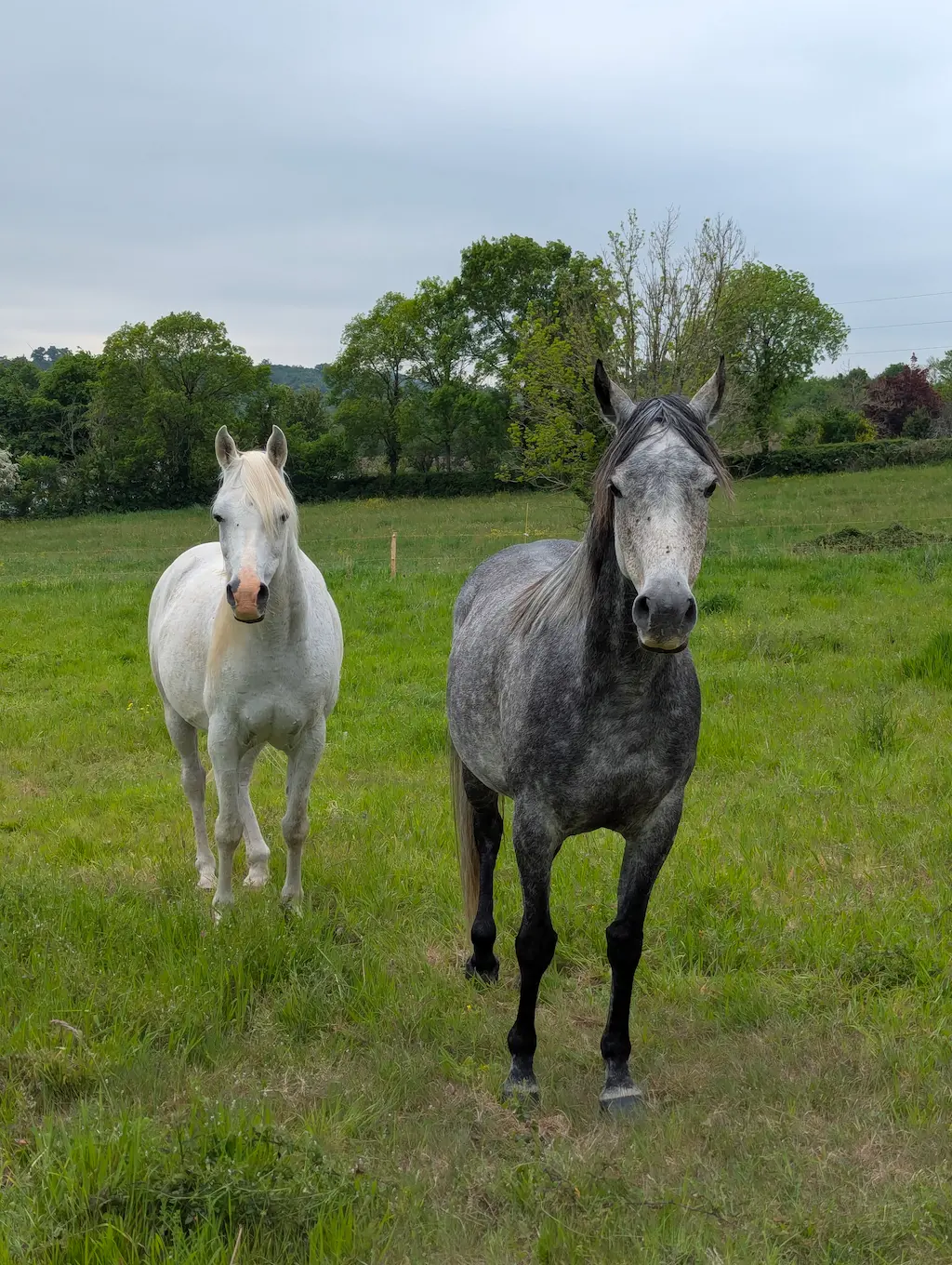 Ulcère cheval : comprendre et traiter