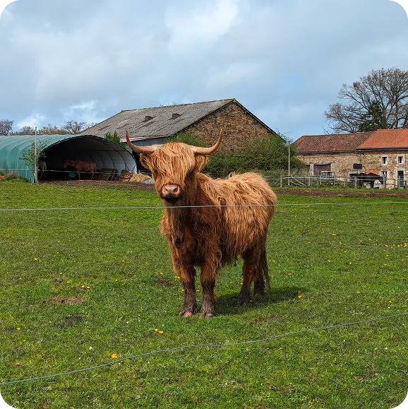 Santé animale pour les éleveurs, bovins