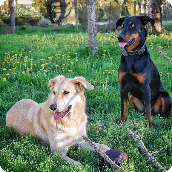 Avis scientifique Balto Articulations : efficacité et alternatives pour l&rsquo;arthrose du chien